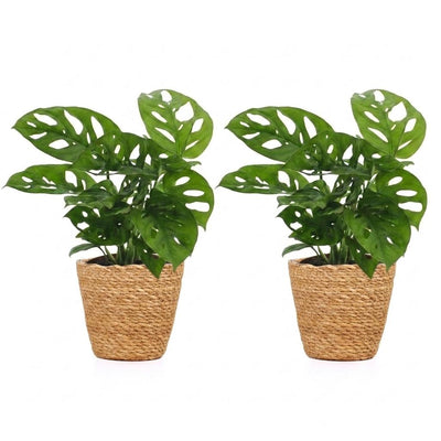 Green boutiQ - Monstera Adansonii - Monstera Adansonii - 2 Pflanzen - mit Korb - Topf 12cm - Höhe - 25cm