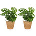 Green boutiQ - Monstera Adansonii - Monstera Adansonii - 2 Pflanzen - mit Korb - Topf 12cm - Höhe - 25cm Bild 2