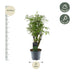 Polyscias Hawaiiana Ming - 45 cm - ø12 cm Topf Bild 2