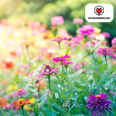 Wildblumen-Samen: 100g für Bienen & Artenvielfalt