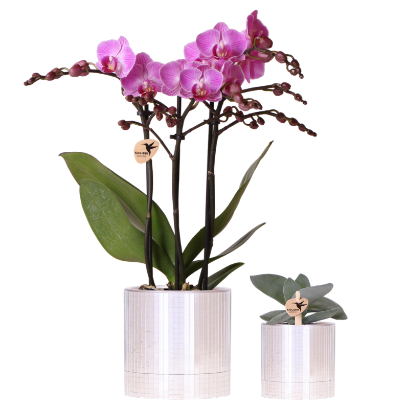 Kolibri Company | Disco Pflanzenset | Violette Vienna Orchidee 9cm + Sukkulente inkl. Keramik‑Übertöpfe
