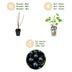 Jostaberry Plant: Ribes Jostabes, hardy, pack of 6, 9cm pot Bild 4