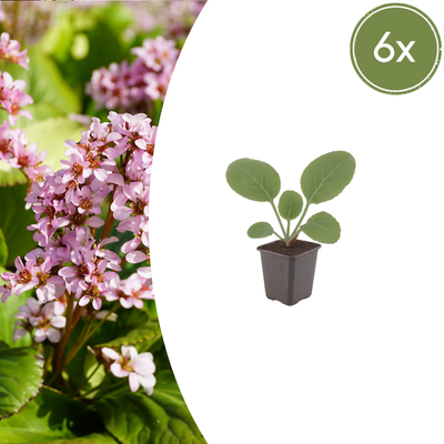 6x Bergenia cordifolia - S­ch­u­h­l­a­p­p­e­r­p­f­l­a­n­z­e - 10-25cm