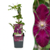 4x Clematis Rouge Cardinal - Waldrebe Rouge Cardinal - Rot - Kletterpflanze - Ø9cm - ↕35cm Bild 1