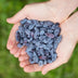 GreenboutiQ Honigbeere (Lonicera caerulea Kamtschatica), 6 Pflanzen Bild 7