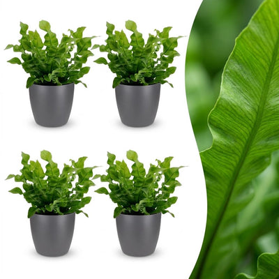 Green boutiQ - Asplenium Crispy Wave - Krauser Wellenfarn - 4 Pflanzen - mit Potter Grijs - Topf 12cm - Höhe - 30cm