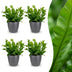 Green boutiQ - Asplenium Crispy Wave - Krauser Wellenfarn - 4 Pflanzen - mit Potter Grijs - Topf 12cm - Höhe - 30cm Bild 1
