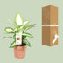 Dieffenbachia Camilla XL - 50cm - Ø17cm Topf Bild 4