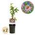 GreenboutiQ Passion Flower 'Anastasia' - Pink, easy to care for, 2 plants Bild 1