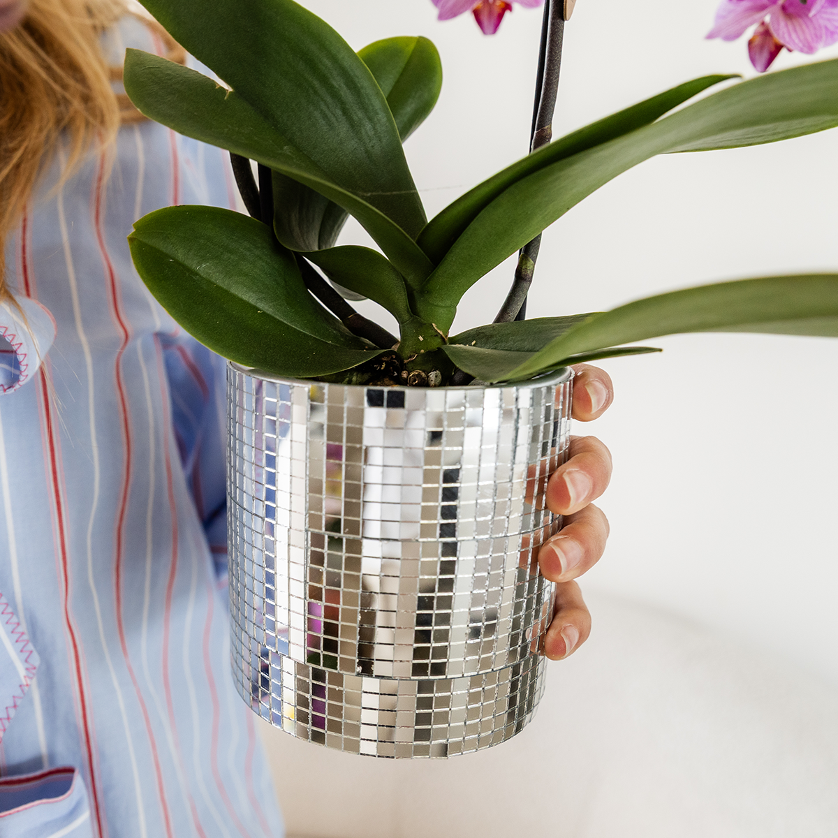 Kolibri Orchids | Violette Vienna Orchidee + Disco Übertopf – Topfgröße Ø9cm | blühende Zimmerpflanze – frisch vom Züchter