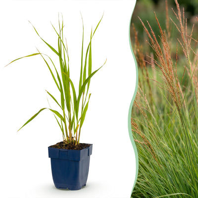 Green boutiQ - Gräser - Molinia caer. Heidebraut - Rohrbinse - Mit Blüte - Grün - 6 Pflanzen - Topf 11cm - Höhe 15-25cm