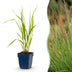 Green boutiQ - Gräser - Molinia caer. Heidebraut - Rohrbinse - Mit Blüte - Grün - 6 Pflanzen - Topf 11cm - Höhe 15-25cm Bild 1