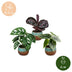 3x Baby Jungle Mix Tropisch - Alocasia, Calathea, Monstera Ø6cm Bild 5