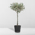 Olea - Ø19cm - ↕90cm Bild 4