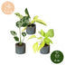 3er Baby Tropical Mix: Monstera, Philodendron Florida, Philodendron Neon Bild 5