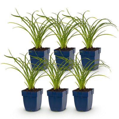 Green boutiQ - Perennial - Hemerocallis Stella d'Oro - Daylily - Bee and Butterfly Attractors - Yellow - 6 Plants - Pot 11cm - Height 15-25cm