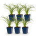 Green boutiQ - Perennial - Hemerocallis Stella d'Oro - Daylily - Bee and Butterfly Attractors - Yellow - 6 Plants - Pot 11cm - Height 15-25cm Bild 2