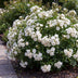 Garden Rose 'White Fairy' - Hardy, white rose in a 12cm pot Bild 4