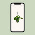 Philodendron Scandens Brasil - 15cm pot, 35cm tall Bild 5