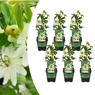 6x Passiflora Constance Elliott ' weiß blühende Passionsblume im P9 Topf