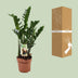 ZZ-Pflanze Zamioculcas Zamiifolia, Ø17cm, H70cm Bild 4