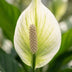 Spathiphyllum Einblatt - 2 Stück - Topf Ø 12 cm, 35-40 cm hoch Bild 3