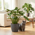 Philodendron Xanadu Houseplant, 60cm, Pot 19cm, Grey, Easy Care Bild 5