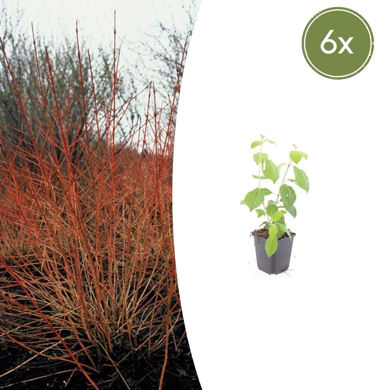 6x Cornus sanguinea 'Midwinter Fire' - 10-25cm