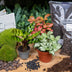 Terrarium Nachfüllpaket mit Calathea lancifolia & Fittonias Bild 4