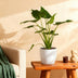 Alocasia Cucullata 'Buddha-Hand' Topf 21cm, 65-70cm Bild 5