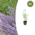 6x Catmint 'Walker's Low' Perennial ↕10-25cm Ø9cm Bild 1