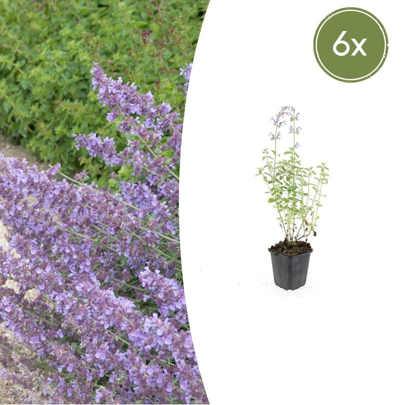 6x Catmint 'Walker's Low' Perennial ↕10-25cm Ø9cm