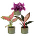 Baby Paradise Mix: 3 tropische Pflanzen im Topf Ø6cm Bild 2