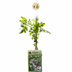 6x Jasminum stephanense (Stephans Jasmin) Kletterpflanze, Ø9cm, ↕35cm Bild 2