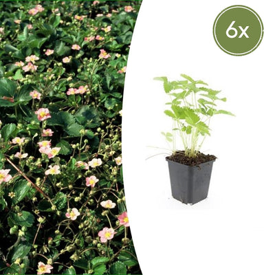 6x Walderdbeere (Fragaria vesca) - 10-25cm - Topf Ø9cm