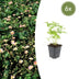 6x Wild Strawberry (Fragaria vesca) - 10-25cm - Pot Ø9cm Bild 1