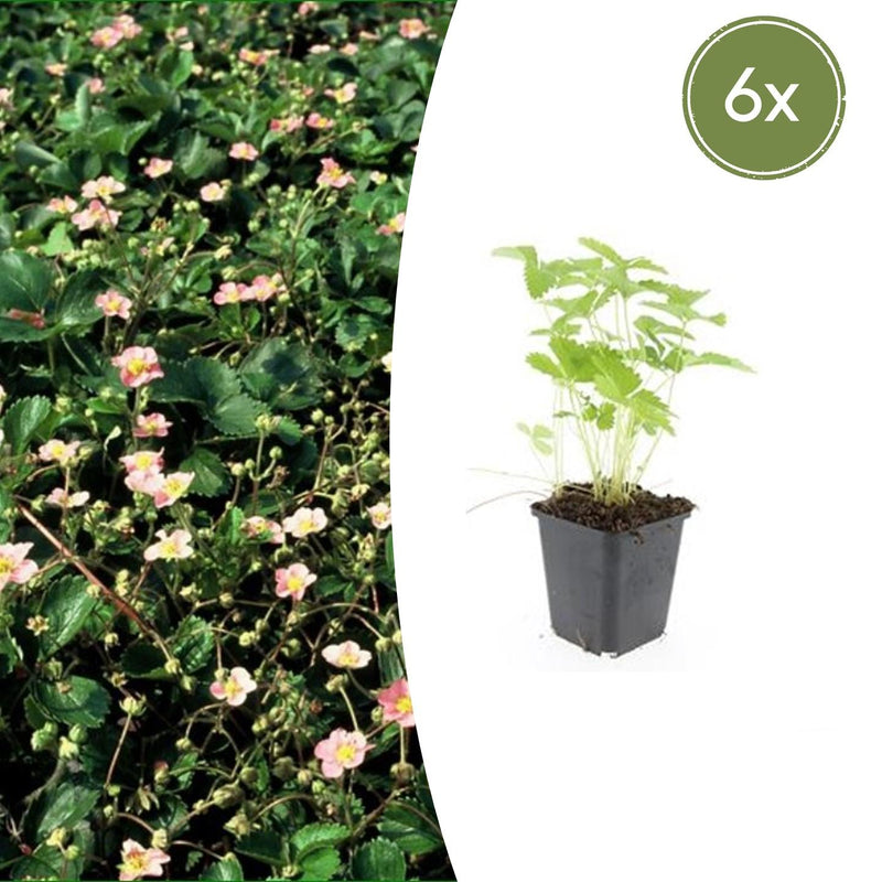 6x Wild Strawberry (Fragaria vesca) - 10-25cm - Pot Ø9cm