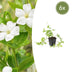 Vinca major 'Alba' im 6er-Pack: Immergrün mit weißen Blüten, 10-25cm Bild 1