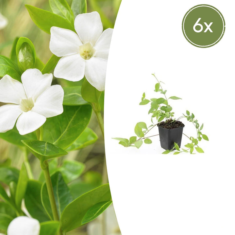 Vinca major 'Alba' im 6er-Pack: Immergrün mit weißen Blüten, 10-25cm
