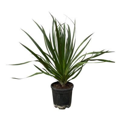 Dracaena Draco - 100 cm - Ø24cm: Exotischer Drachenbaum