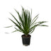 Dracaena Draco - 100 cm - Ø24cm: Exotischer Drachenbaum Bild 1