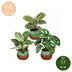 3x Baby Pflanzen Überraschungsbox Tropisch, Ø6cm Bild 5