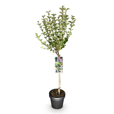 Zwergflieder Palibin auf Stamm, lila, winterhart, 90 cm