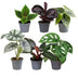 Baby Jungle Mix: 6 exotische Zimmerpflanzen (Ø6cm) Bild 2