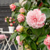 Camellia japonica Bonomiana - Blütenpracht für Garten & Terrasse Bild 5