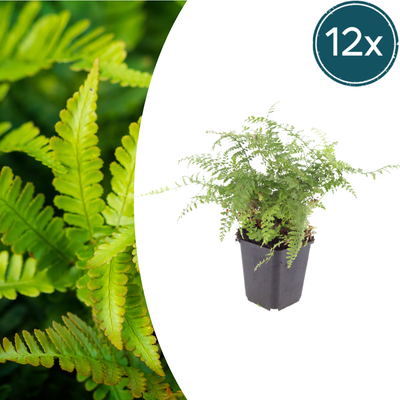 12x Polystichum set. 'Herrenhausen' - Farn - 10-25cm Topf Ø9cm