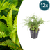 12x Polystichum set. 'Herrenhausen' - Farn - 10-25cm Topf Ø9cm Bild 1