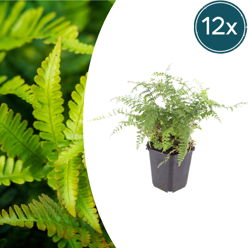 12x Polystichum set. 'Herrenhausen' - Farn - 10-25cm Topf Ø9cm
