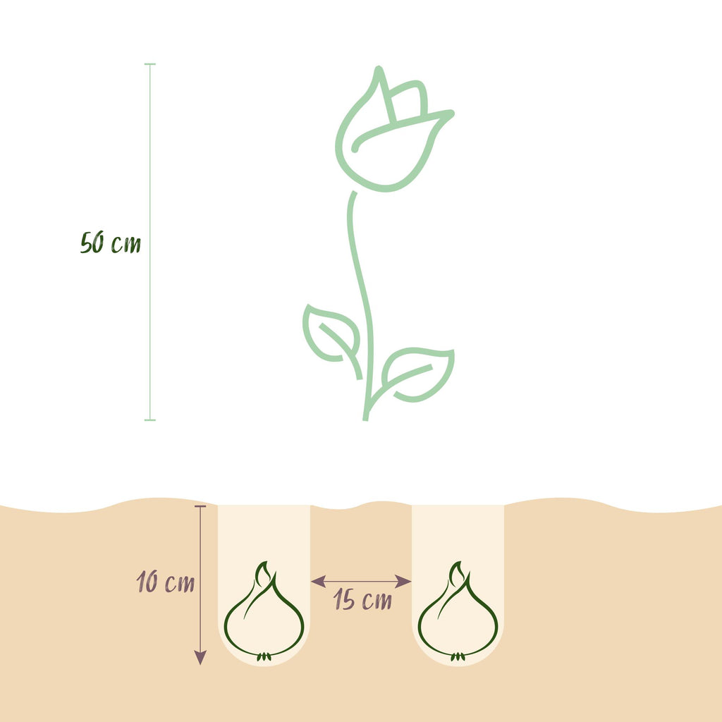 GreenboutiQ - Blumenzwiebeln - Tulp Gudoshnik Double -Bulbs Hardy Perennial - Doppelblütig - 12 Stück - Zwiebelgröße 11/12 - XXL Pack