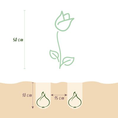 GreenboutiQ Tulpenzwiebeln Gudoshnik Double, 12 Stück, XXL Pack